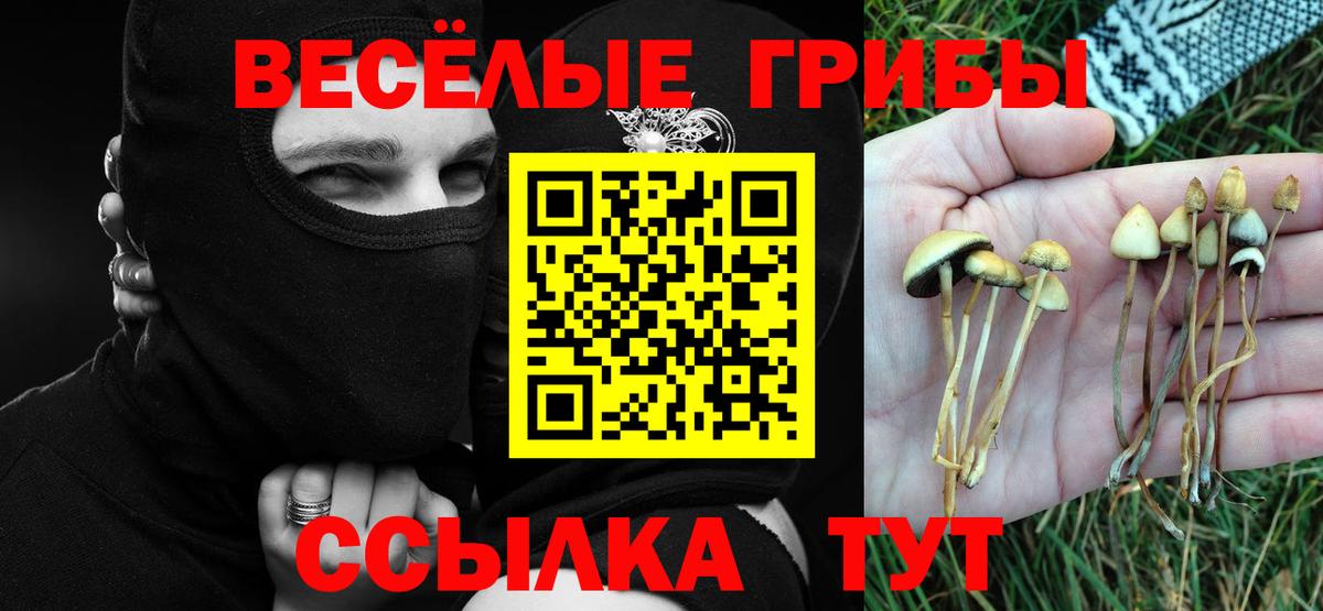 Псилоцибиновые грибы Cubensis Надым